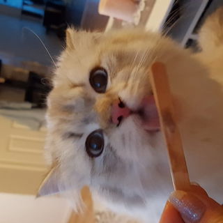 Fettes mit Eis