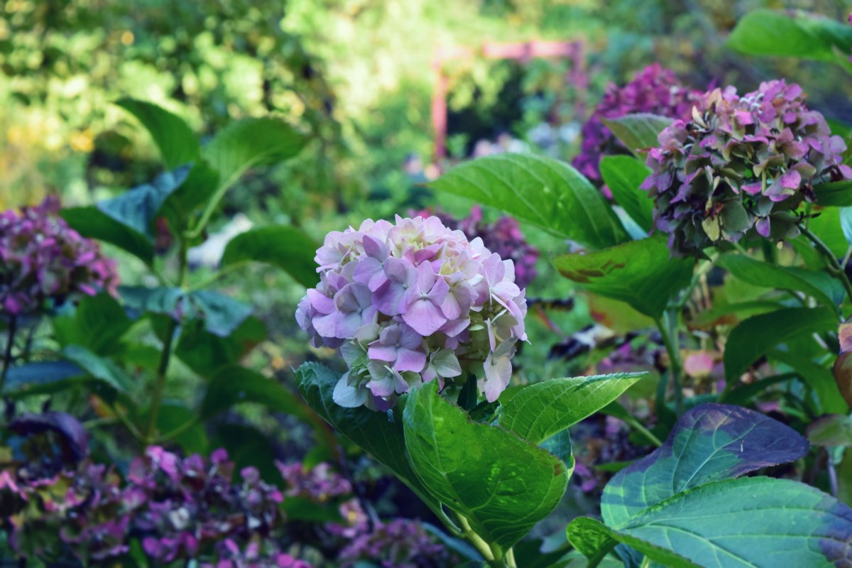 beautiful hydragea blooms