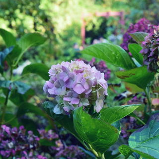 beautiful hydragea bloo...