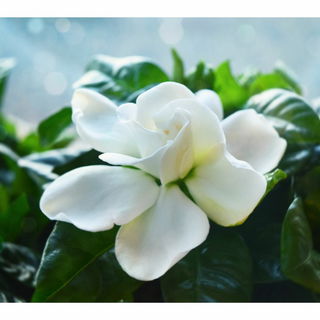 Lovely gardenia