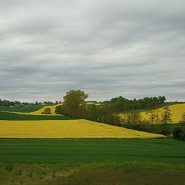 Rapsfelder bis zum Hori...