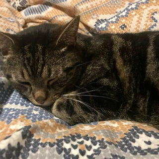 Die Flanellbettwäsche ...