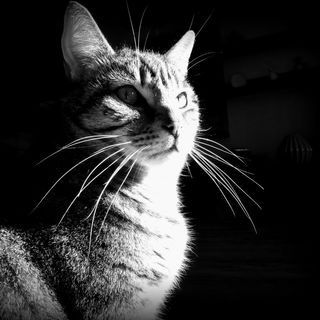 Man serviere mir die Fe...