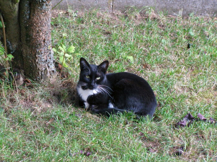 Yuki ist übrigens ein Tierschutz-Kater aus Spanien!