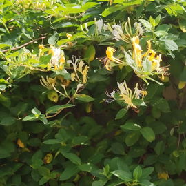 Geißblatt