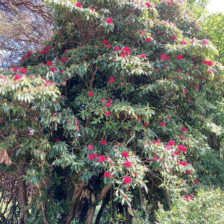 Rhododendron