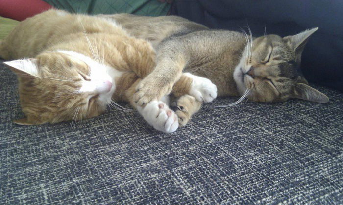 Meine beiden tollen Fellnasen Bailey und Ruby  I love you!