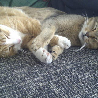 Meine beiden tollen Fel...