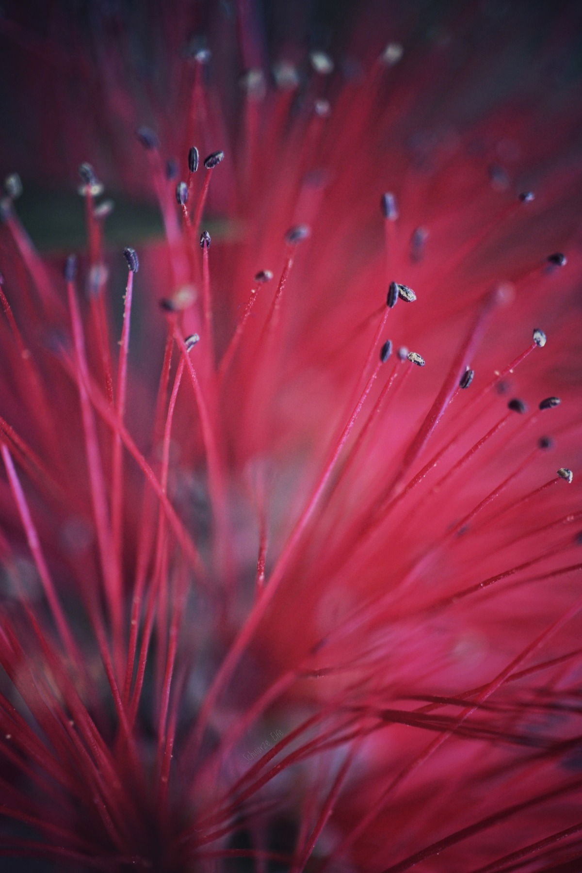 Instagram: schwarzeelfe