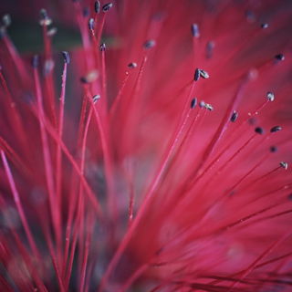 Instagram: schwarzeelfe...