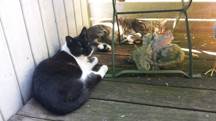 Sind wir nicht alle kleine Drachen?