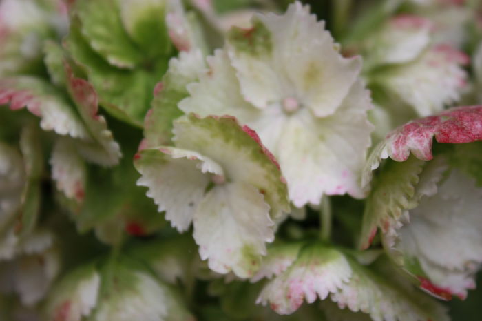 Hortensie