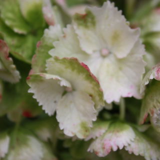 Hortensie