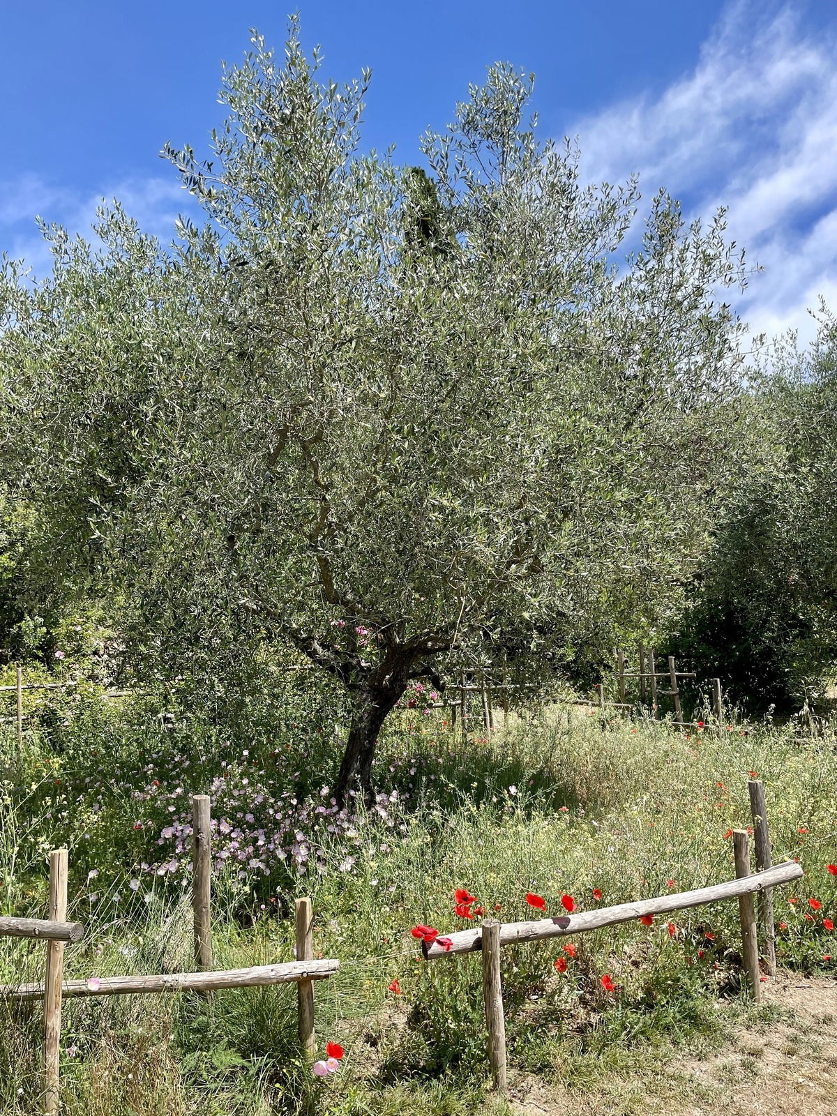 Gärten des Musée International de la Parfumerie, Mai 2023