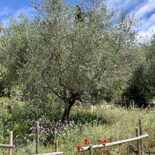 Gärten des Musée Inte...