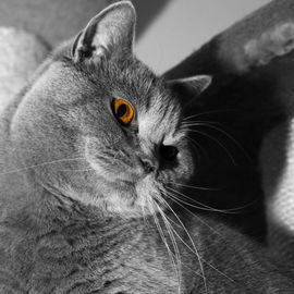 Mein Kater "Gizmo"