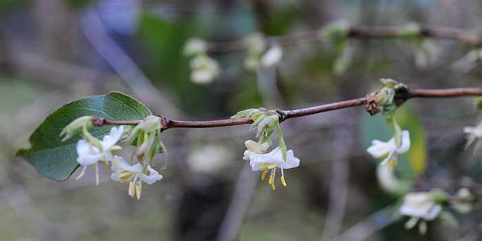 "Es wird durchgeblüht" - und durchgeduftet :-): Gartenrundgang 09.02.2013. Klein, aber oho, Blüten mit intensivem Honigduft: Lonicera fragrantissima.