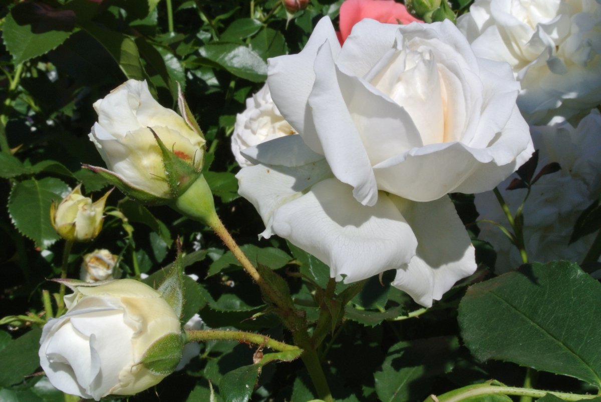 Blüte noch geschlossen