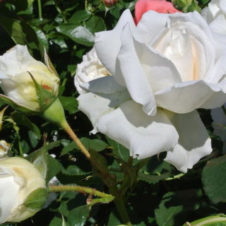 Blüte noch geschlossen...