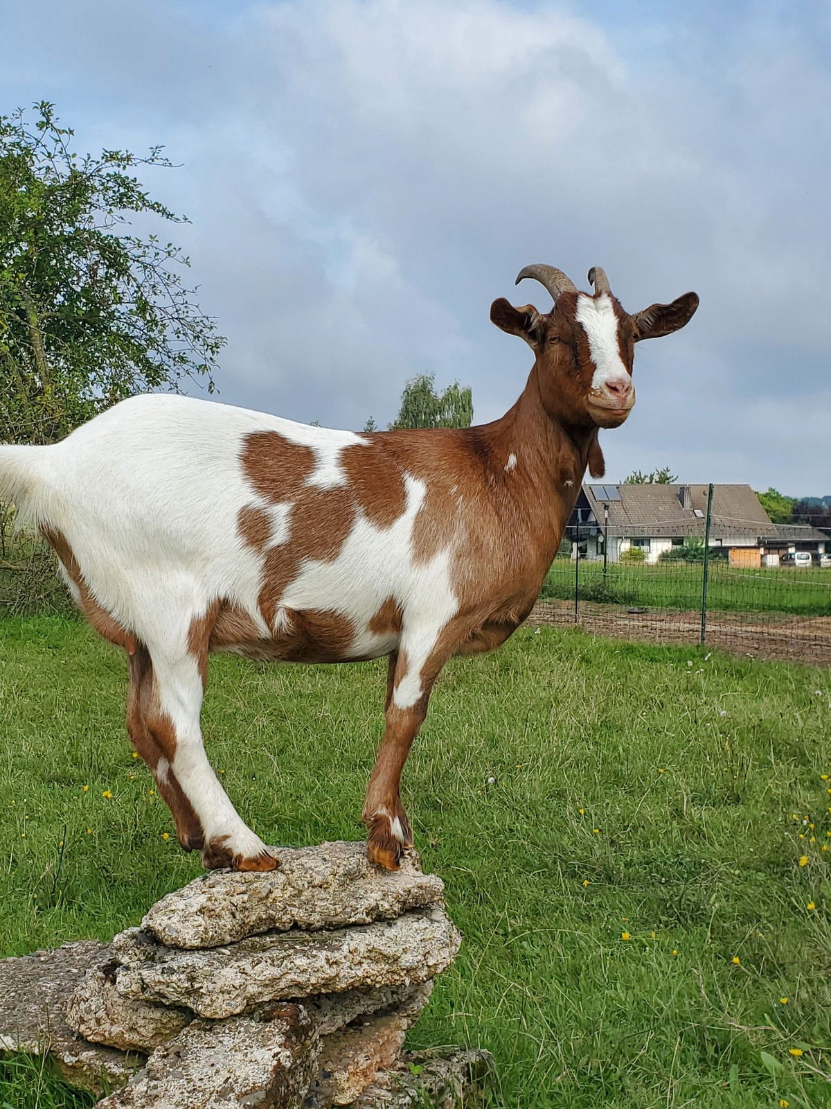 Lisei, nur Blödsinn im Kopf