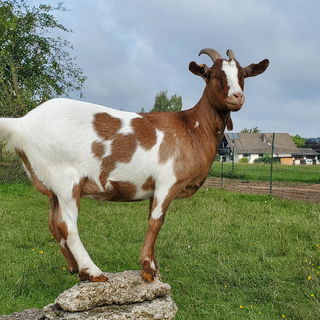 Lisei, nur Blödsinn im...