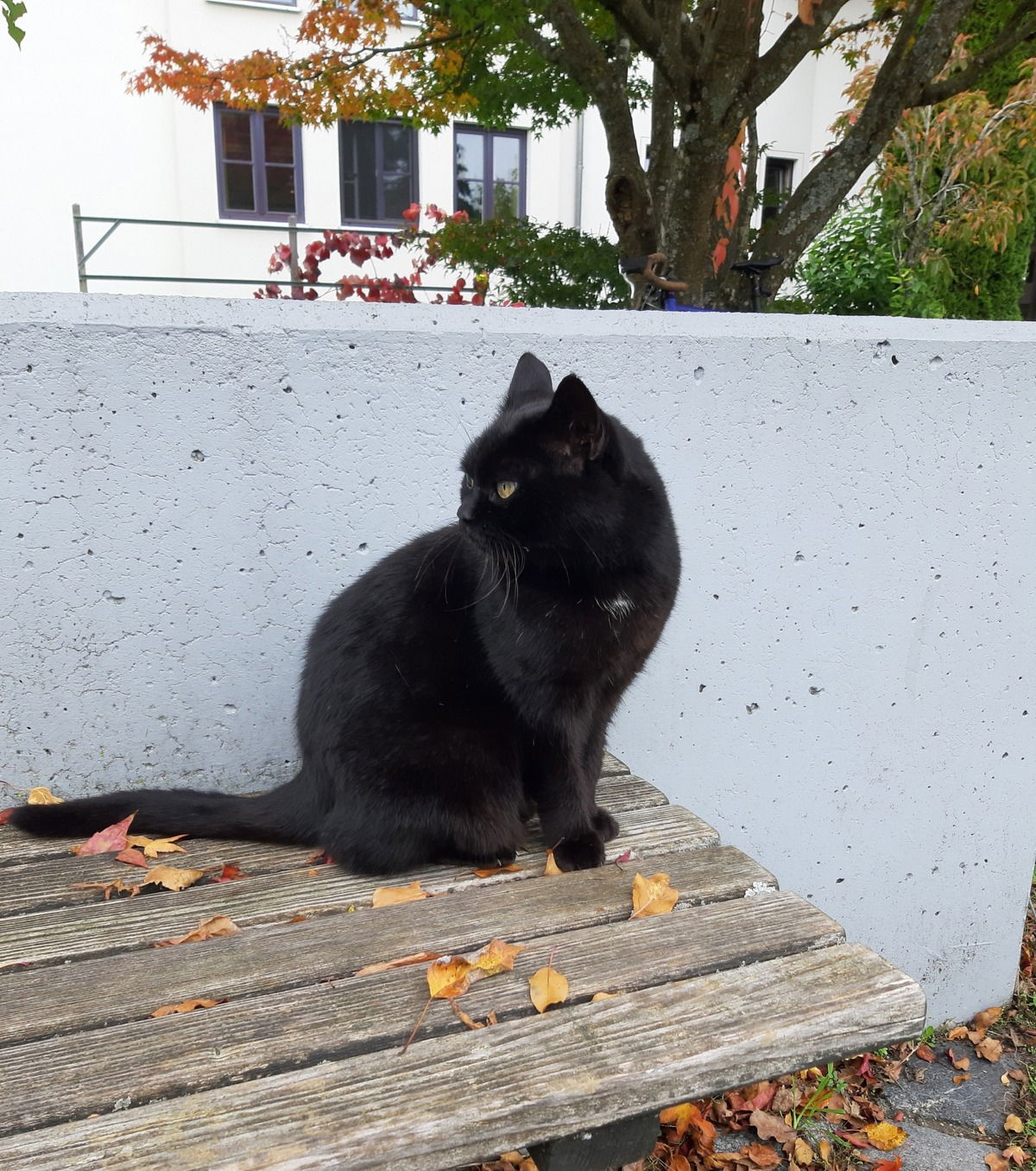 Teamseminar am 18.10.24: Das ist Nicki, die Assistentin des Seminarleiters