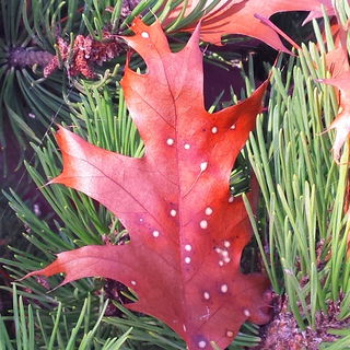 Leaf Fly Agaric Style...