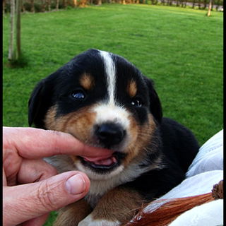 Da Kater Robby seit End...