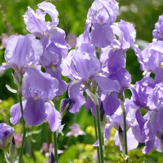 Iris germanica