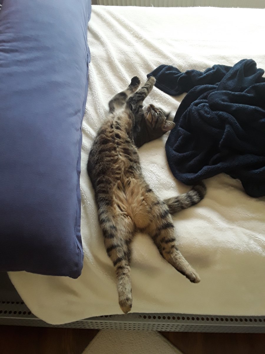 Elli in typischer Schlafhaltung... (manchmal darf ich sogar auch mit in ihrem Bett schlafen Oo)