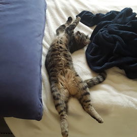 Elli in typischer Schla...