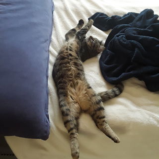 Elli in typischer Schla...