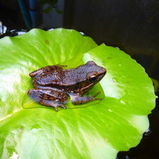 Mini Frosch badet sich ...