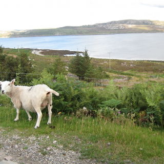 sheep expressing opinio...