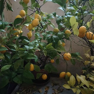 Heurige Ernte (2025)