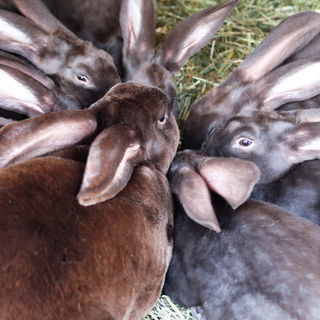 Unsere kleinen, süssen...