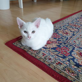 Neue Katzen - Das ist M...