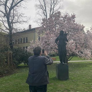 Magnolie und die Jungfr...