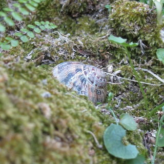 Schnecke in Èze