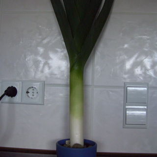 Meine Zimmerpflanzen