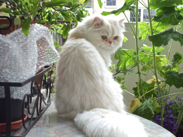Max ein ziemlich schlauer Kater