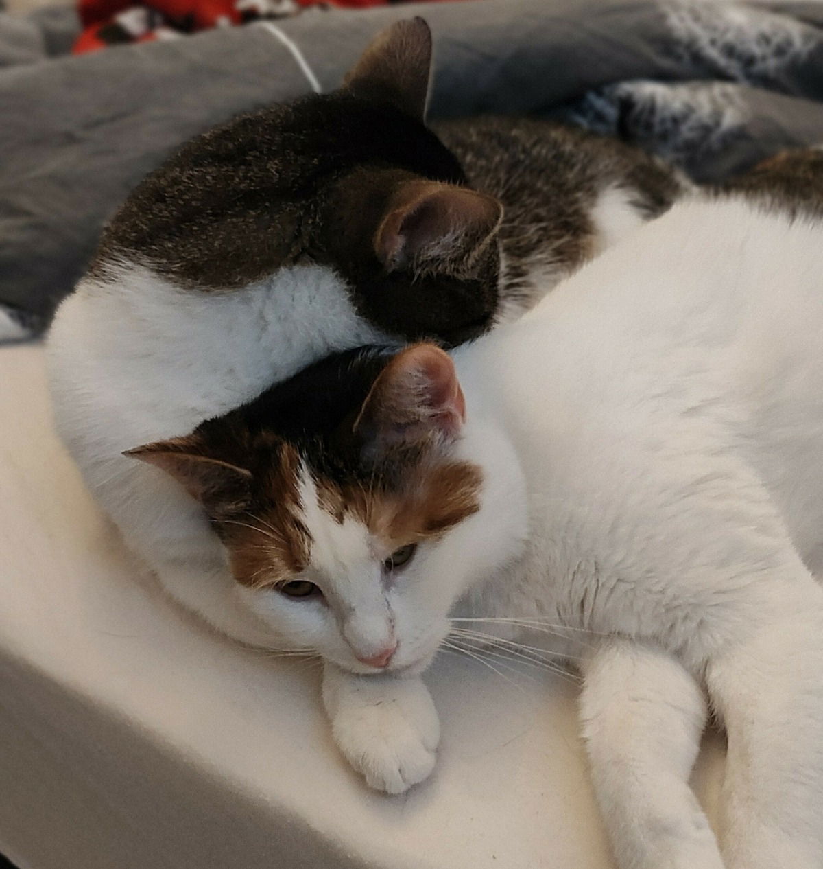 Milo und Tinka🐱🐱