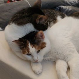Milo und Tinka🐱🐱