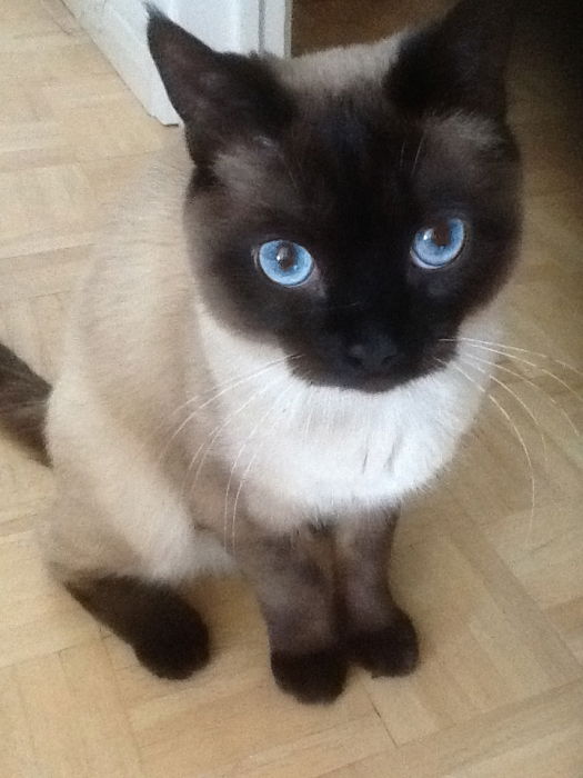 19 Feb 2013 ... Popsie is 1 year old today! Awww ...