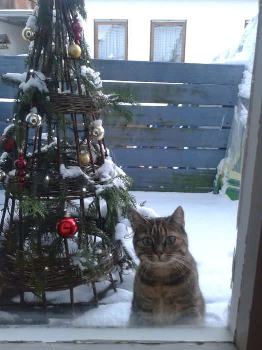 Mara, urprünglich nur als Pflegekatze eingezogen, geben wir nicht mehr her.