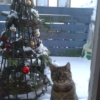 Mara, urprünglich nur ...