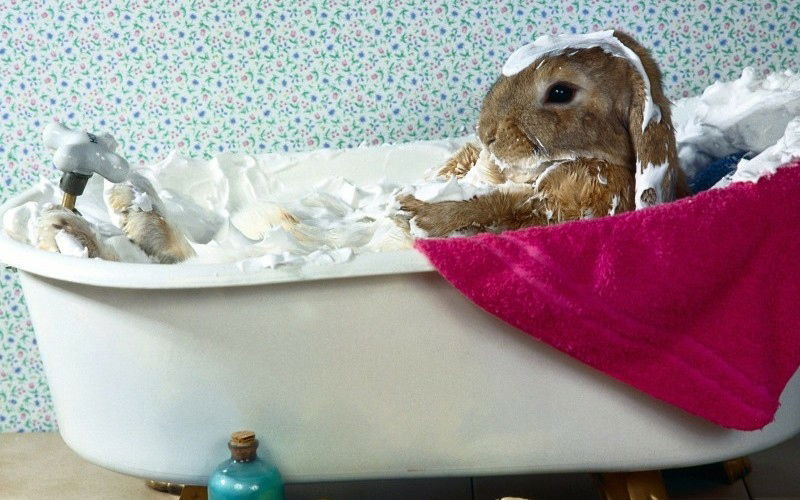 Hasi beim Spa-Wochenende