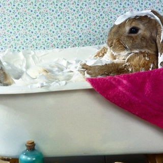 Hasi beim Spa-Wochenend...