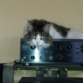 Musik, zwo, drei, vier....
