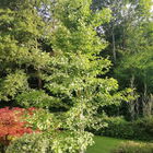 Ginkgo Baum aus einem 5...